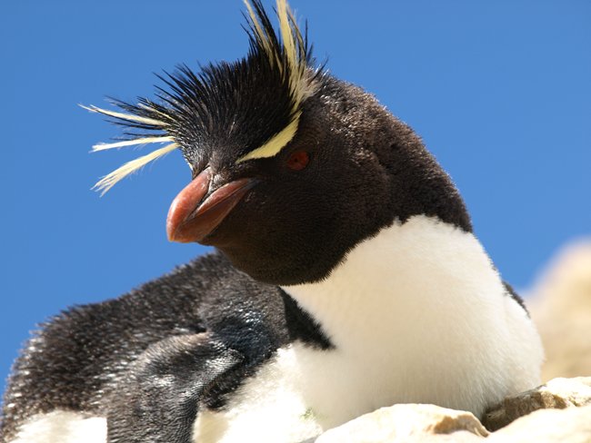 ../../Pictures/241209/016 Rockhopper.JPG